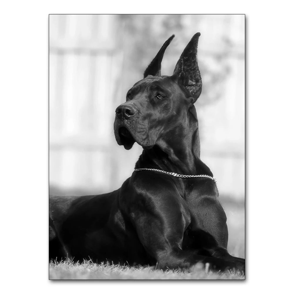 Cuadro Black White Doberman 